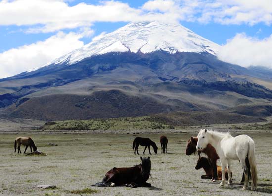 horde de chevaux sauvage cotopaxi equateur